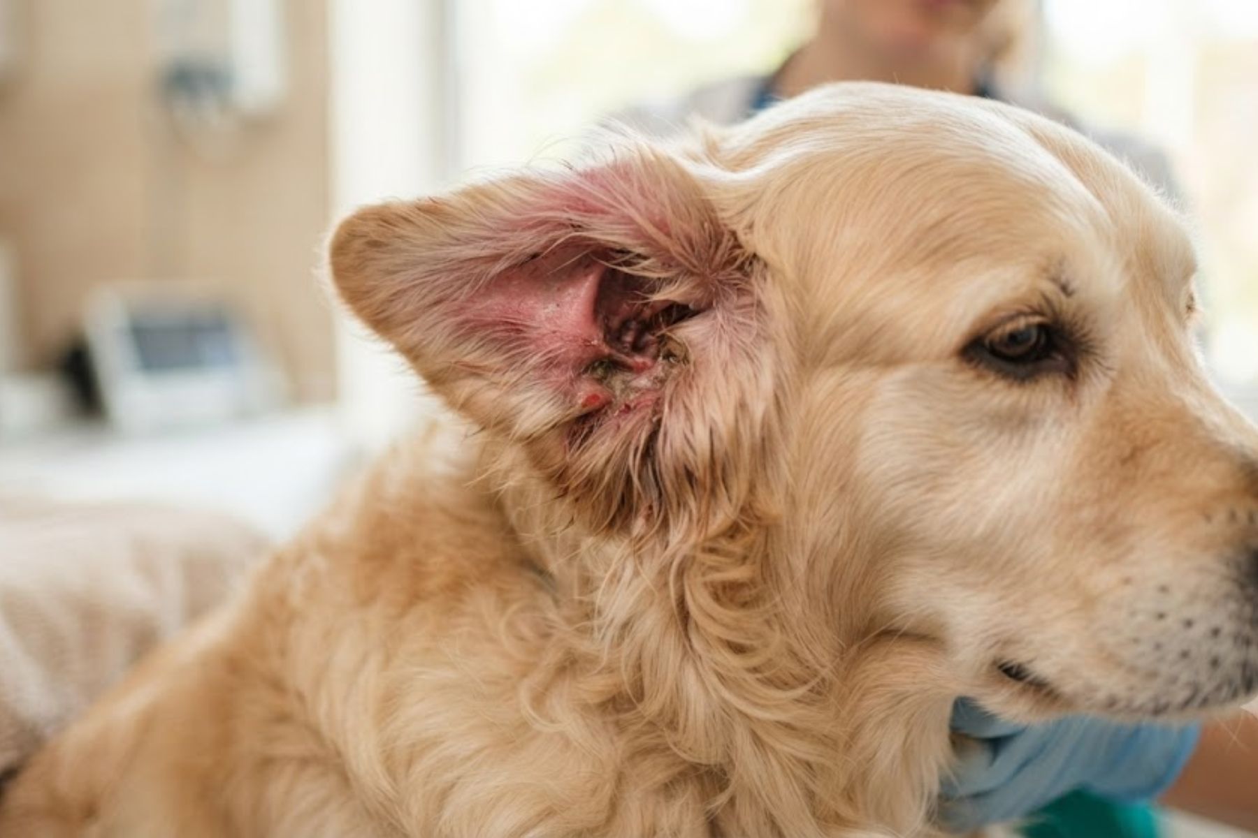 Vnetje ušesa pri psu: vzroki, znaki in kdaj k veterinarju